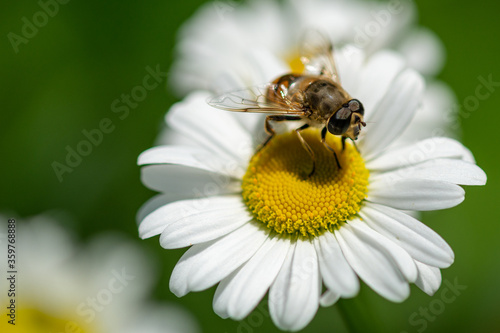 hoverfly sitting on a chamomile flower