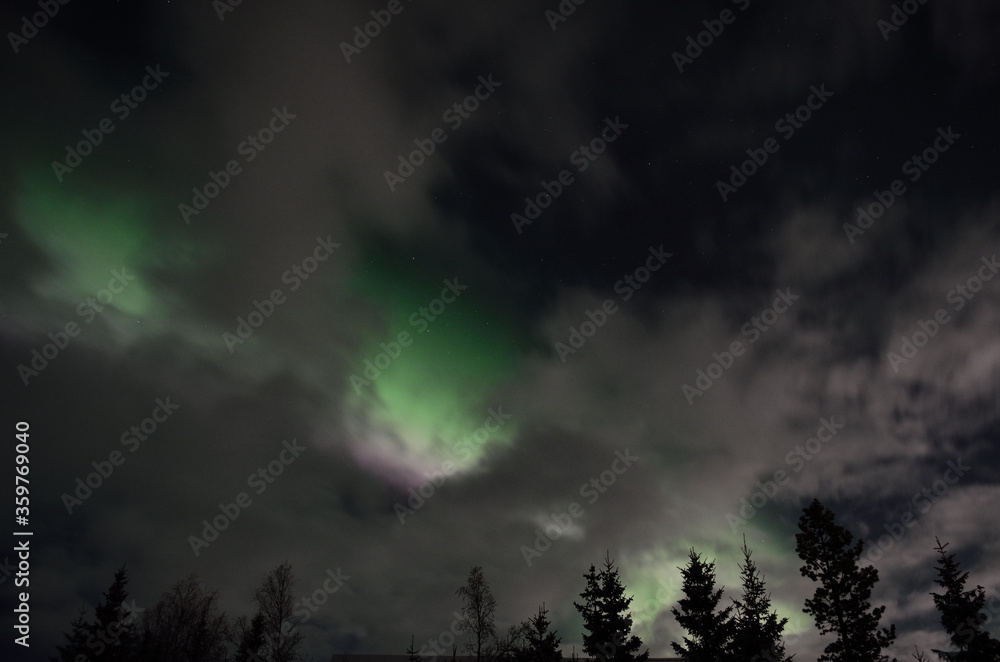 Beautiful aurora borealis in winter spruce tree forest