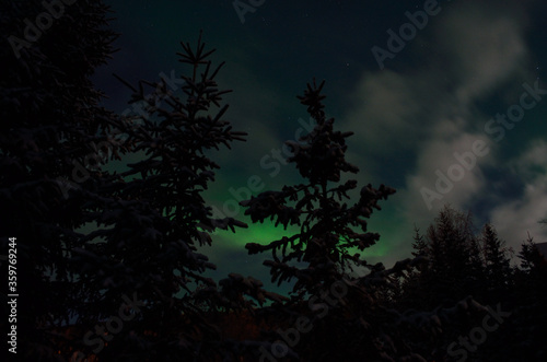 Beautiful aurora borealis in winter spruce tree forest © Arcticphotoworks