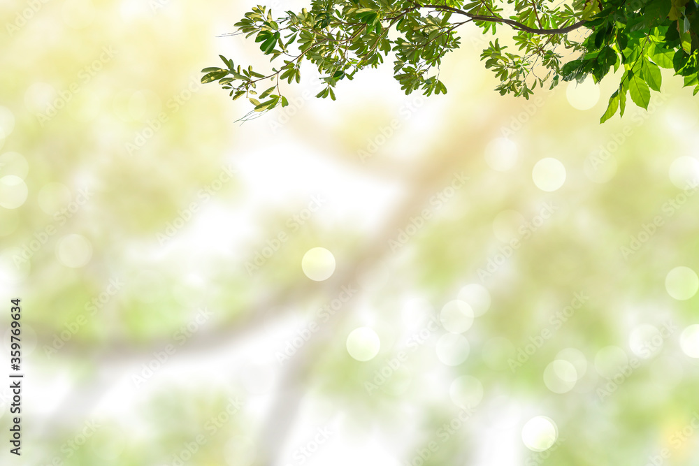 Green leaves blurred background with beautiful bokeh. Green leaves blurred background with beautiful bokeh.