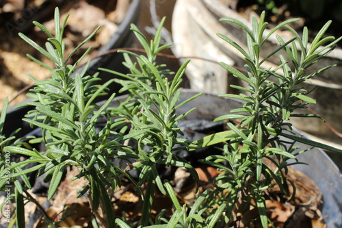 Close up of rosemary plants leafs