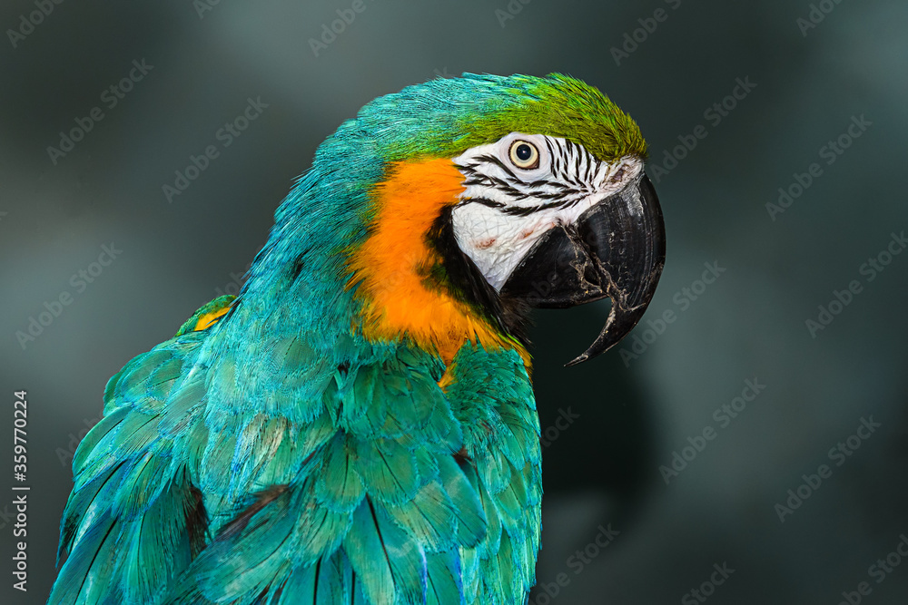 Green yellow parrot in captivity Green yellow parrot in captivity
