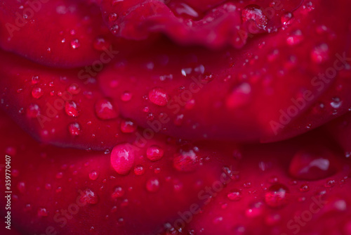 Kwiat r    y pokryty kroplami deszczu.