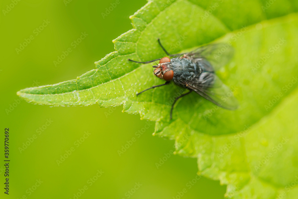 Close-up macro shooting. The fly sits on a green leaf. Close-up macro shooting. The fly sits on a green leaf.