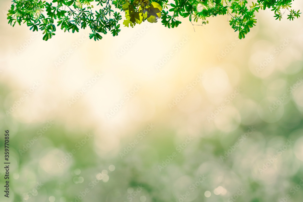 Green leaves blurred background with beautiful bokeh.