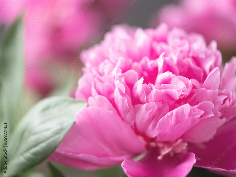 close up view to petals of pink flower peony