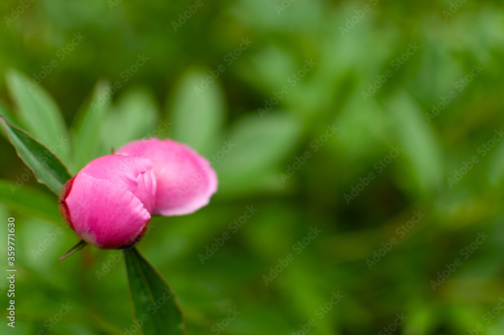 Opening pink Tree Peony bud on blurred floral background with copy space. Paeonia suffruticosa.