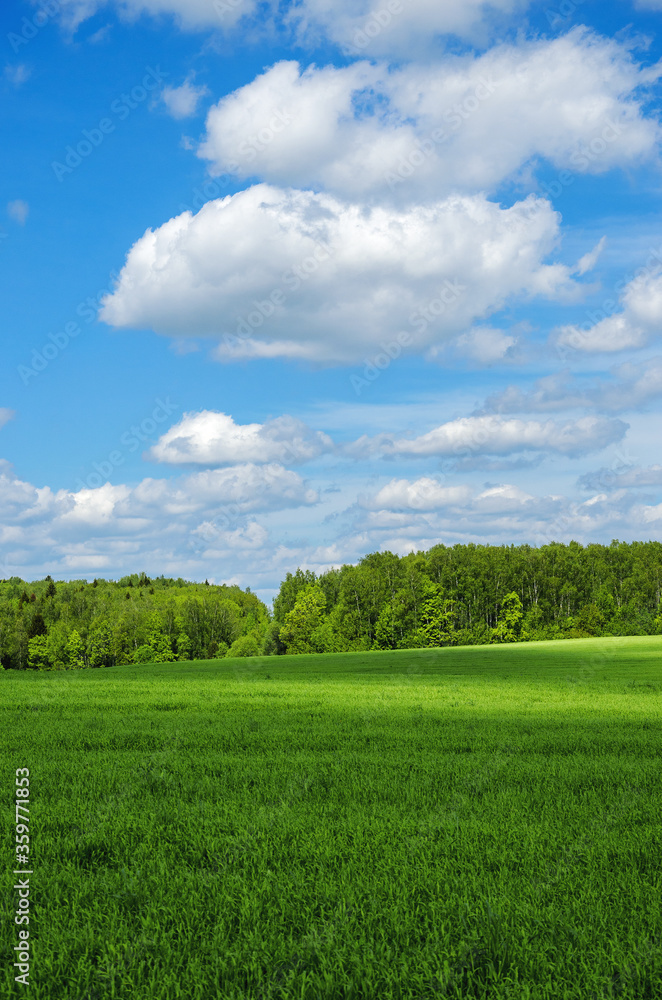 Sunny spring or summer rural landscape with green field and mixed coniferous and deciduous forest on a background.