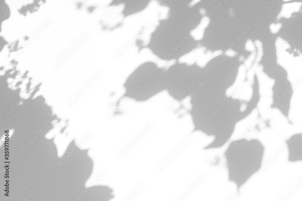 Blurred overlay effect for for natural light photo effects. Gray shadows of linden tree blooming branches on a white wall. Abstract neutral nature concept background for design presentation Blurred overlay effect for for natural light photo effects. Gray shadows of linden tree blooming branches on a white wall. Abstract neutral nature concept background for design presentation
