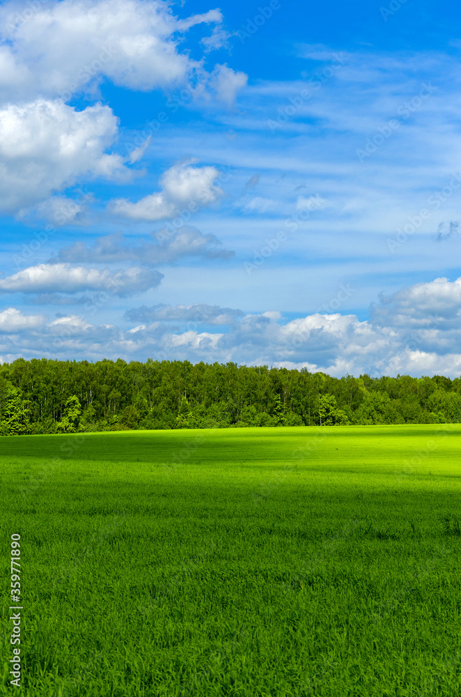 Sunny spring or summer rural landscape with green field and mixed coniferous and deciduous forest on a background.