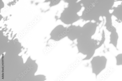 Blurred overlay effect for for natural light photo effects. Gray shadows of linden tree blooming branches on a white wall. Abstract neutral nature concept background for design presentation