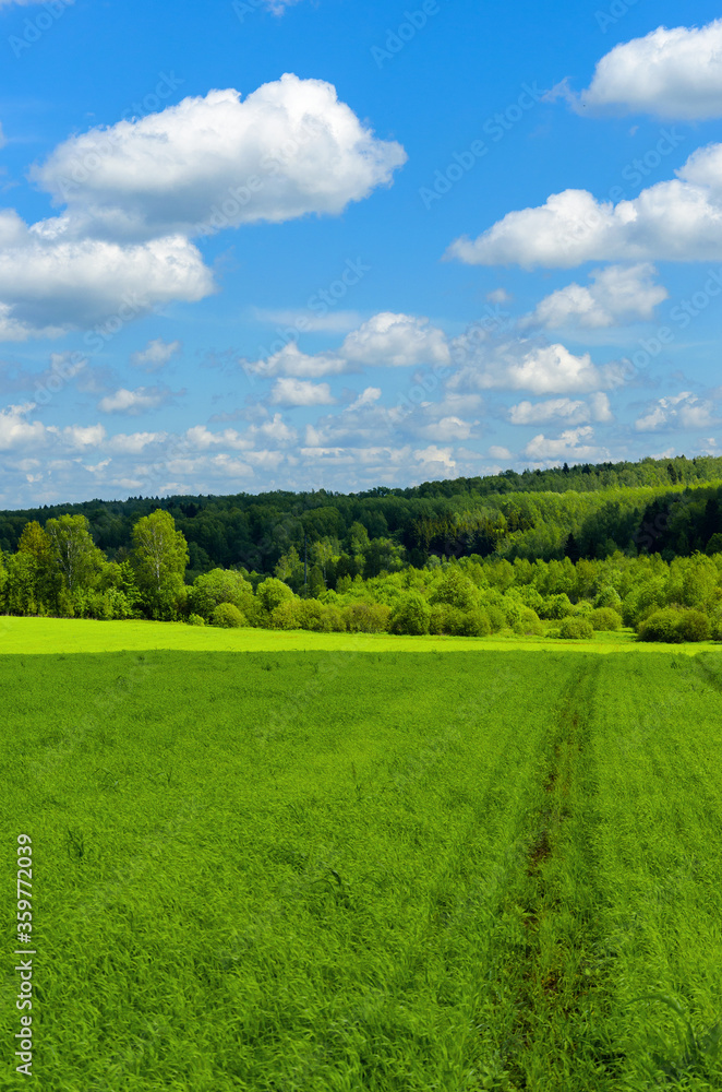 Obraz premium Sunny spring or summer rural landscape with green field and mixed coniferous and deciduous forest on a background.