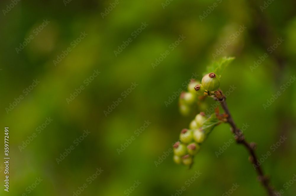 Ripening Red Currant fruits on blurred greenery background with copy space. Ribes rubrum. Ripening Red Currant fruits on blurred greenery background with copy space. Ribes rubrum.