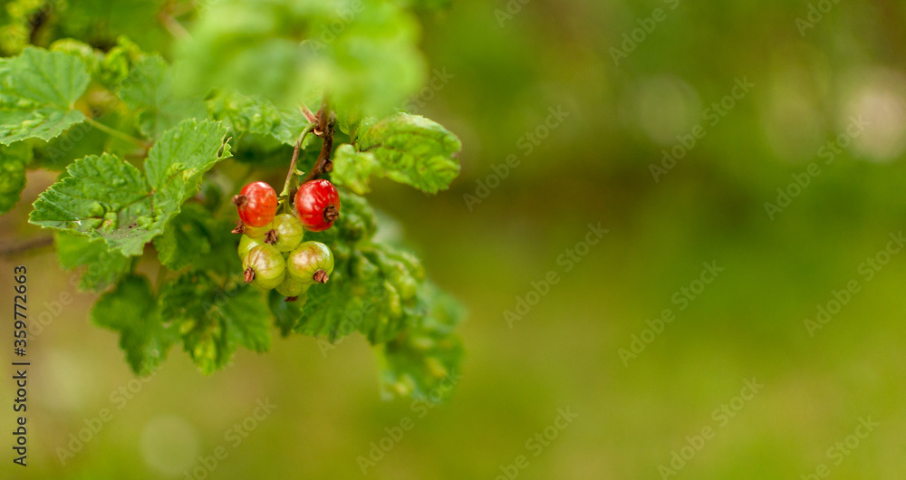 Young ripening Red Currant fruits on a blurred green background with space for text. Ribes rubrum. Young ripening Red Currant fruits on a blurred green background with space for text. Ribes rubrum.