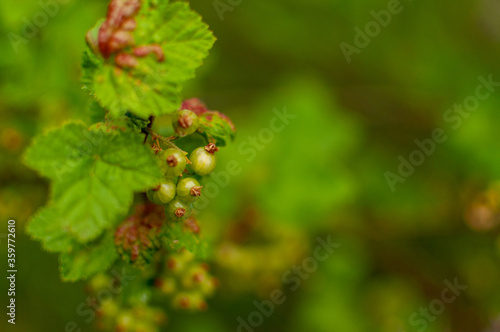 Ripening Red Currant fruits o a floral background. Ribes rubrum.