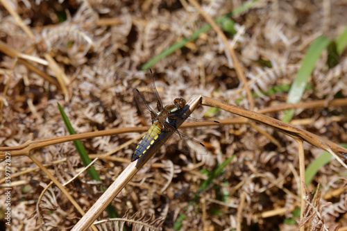 A Broad-bodied Chaser resting on a bracken stem.