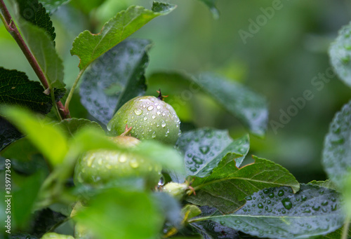 Regentropfen auf einem Apfel