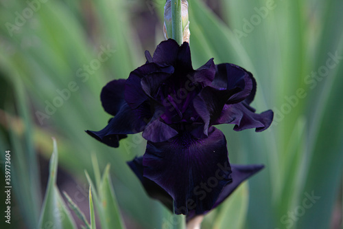 Black purple iris flower close up in the iris leaves
