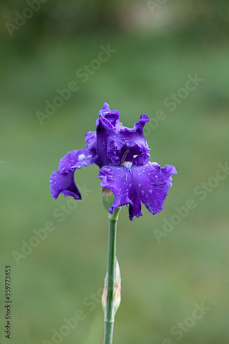  Blue iris flower close up in the garden after the rain