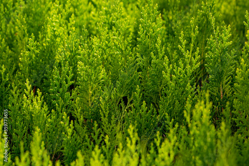 Cupressocyparis leylandii, a species of garden fence grasses