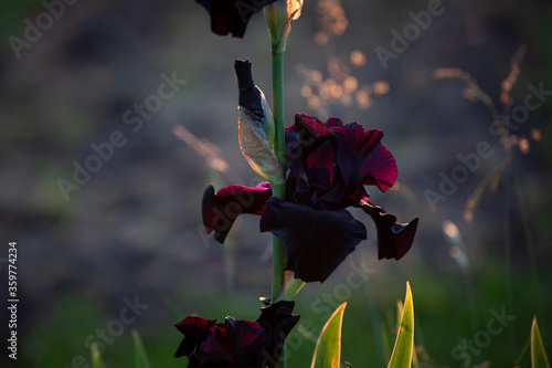 Silky pyrple black iris flowers shining on the in the sunset garden photo