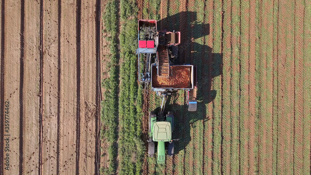 Carrot harvesting using agricultural machinery harvesting equipment. Carrot harvesting using agricultural machinery harvesting equipment.