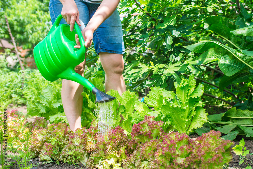 Fototapeta premium Young woman is watering plants in the garden on a summer day , the concept of gardening and farming agriculture
