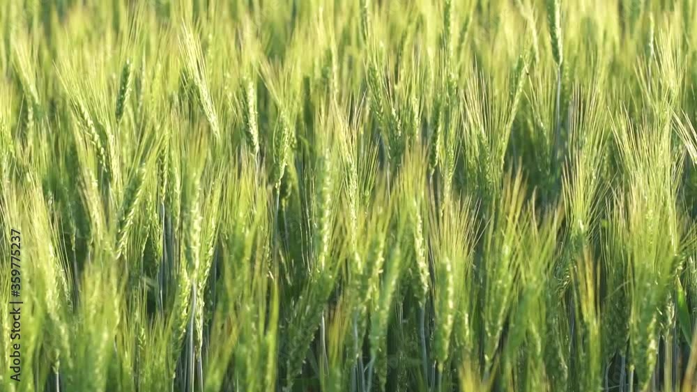 Spikelets of wheat with grain shakes wind. Grain harvest ripens in summer. agricultural business concept. B-roll Spikelets of wheat with grain shakes wind. Grain harvest ripens in summer. agricultural business concept. B-roll