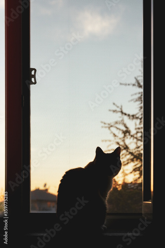 adorable kitten cat looking out of window to sunset silhouette