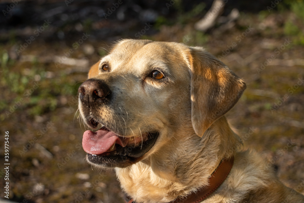 Golden Labrador In The Golden Sun