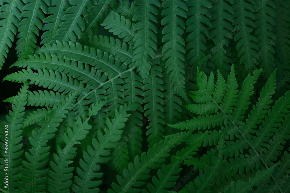 Fern leaves Fern leaves