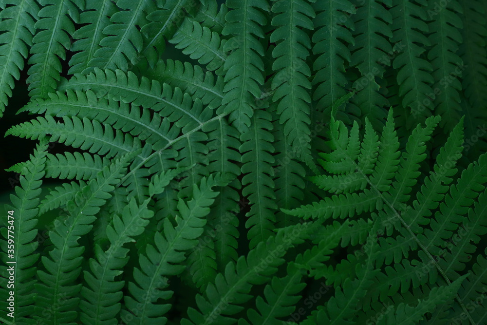 Fern leaves