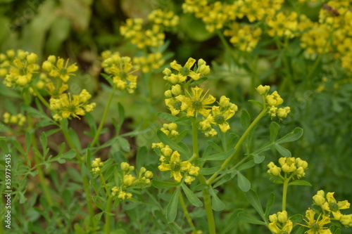 Common rue with flowers, Ruta graveolens, in garden, selected focus photo