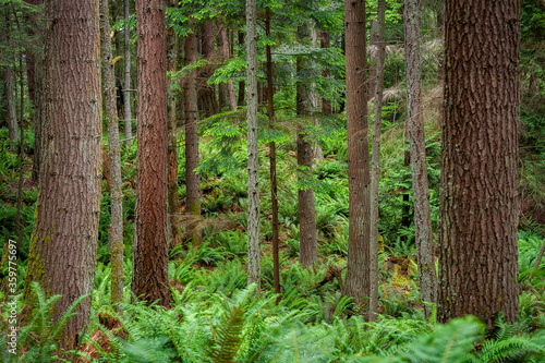 Douglas Fir Forest in the Pacific Northwest. Verdant green sword ferns and large fir trees make for a classic rain forest environment in western Washington state. 