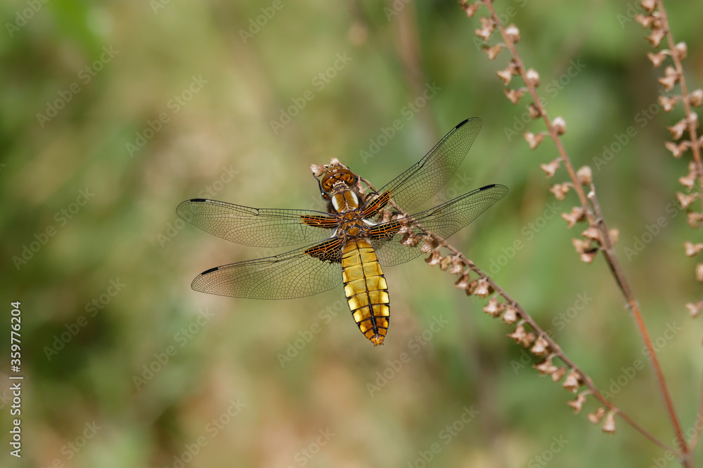 Broad-bodied Chaser on a dried flowers. Broad-bodied Chaser on a dried flowers.