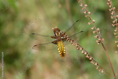 Broad-bodied Chaser on a dried flowers.