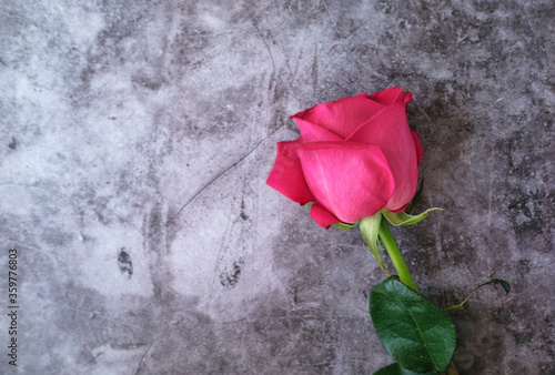 Red pink of roses on a grey background with a place for text
