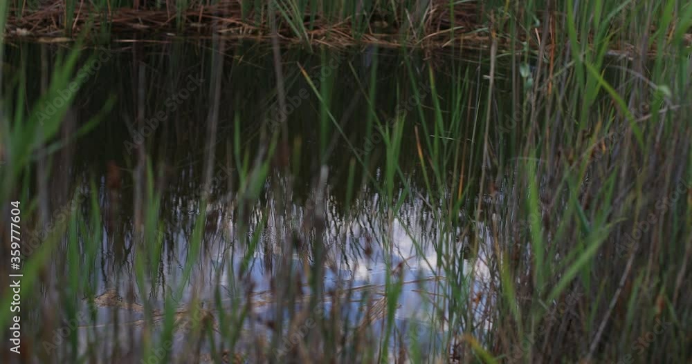 Reeds and lake for film background or teaser. Reeds and lake for film background or teaser.