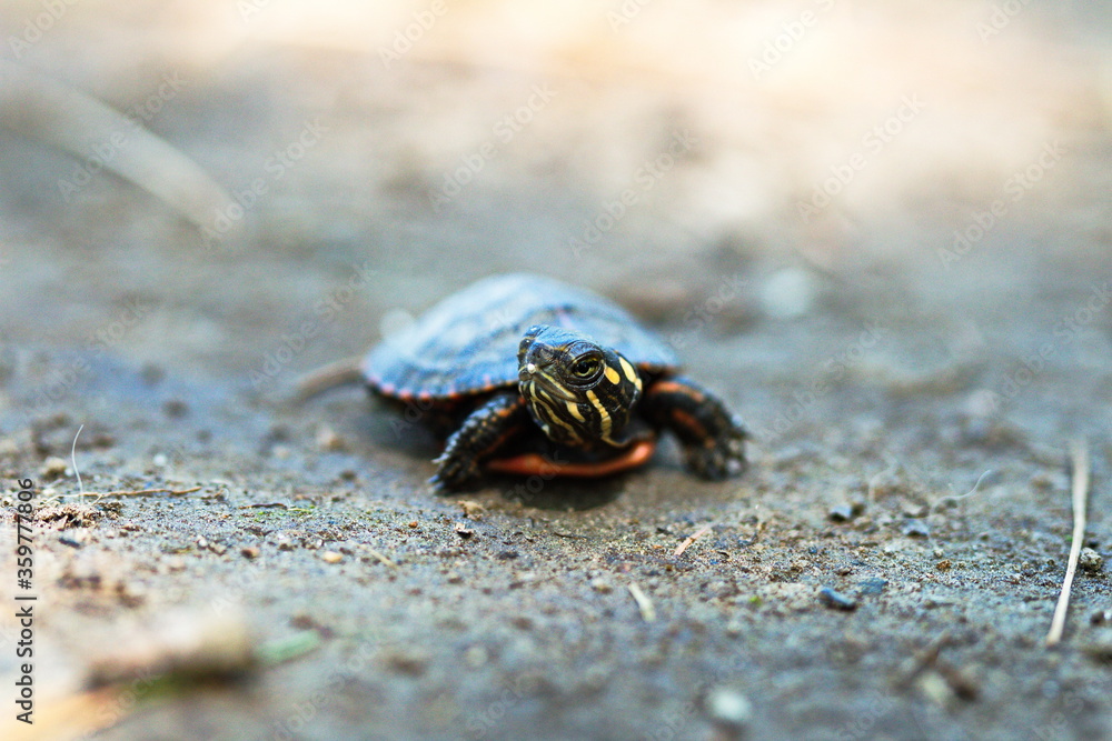 Baby painted turtle found along the road. These little guys are often found during late spring and early summer near environmental conservation areas or any wetland in Ontario, Canada. Baby painted turtle found along the road. These little guys are often found during late spring and early summer near environmental conservation areas or any wetland in Ontario, Canada.