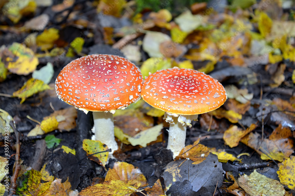 Obraz premium Two red flies agaric (Amanita muscaria (L.) Hook.) grow close to each other