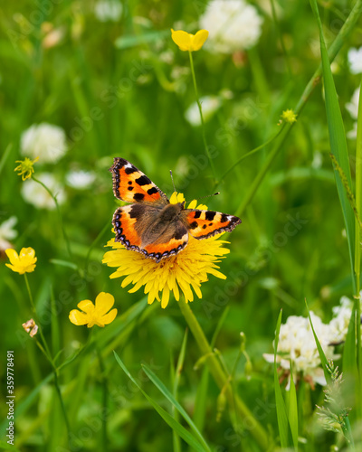 butterfly on a yellow flower © Ingemar
