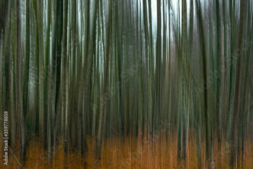 Abstract forest landscape. Motion blur trees background