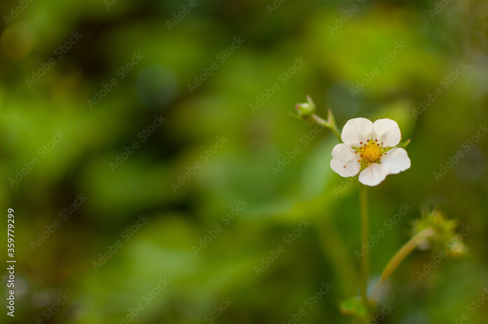 Woodland strawberry blooming flower on a blurred greenery background. Fragaria vesca.