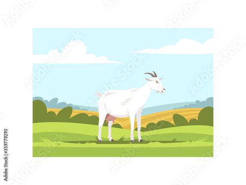 Milk goat on farmland semi flat vector illustration. Domestic animal to produce dairy. Farm pet on ground with grass. Farmland wildlife. Cattle 2D cartoon characters for commercial use