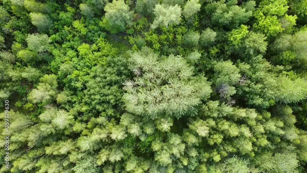 Green forest aerial top view. Mixed forest, green deciduous trees. Green forest aerial top view. Mixed forest, green deciduous trees.