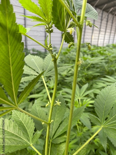 Male hemp plant