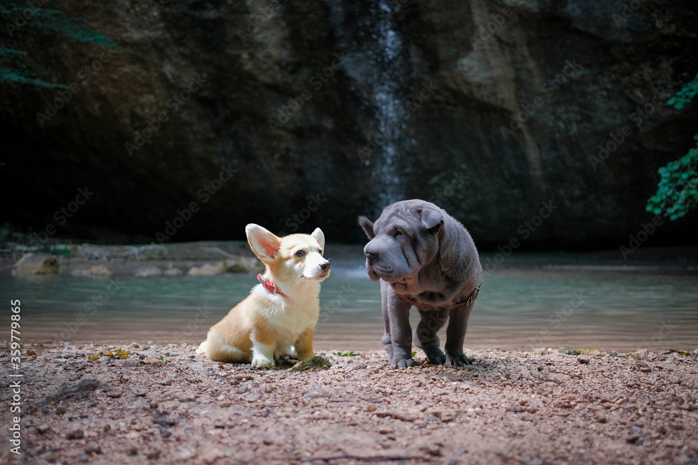 Fototapeta premium two puppies are sitting on the background of a small waterfall