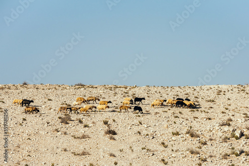 A flock of sheep is grazed in the desert. Sheep and rams with fat tail. Movement of a flock of sheep in the desert. Rocky terrain in the desert. Sheep grazing periodically