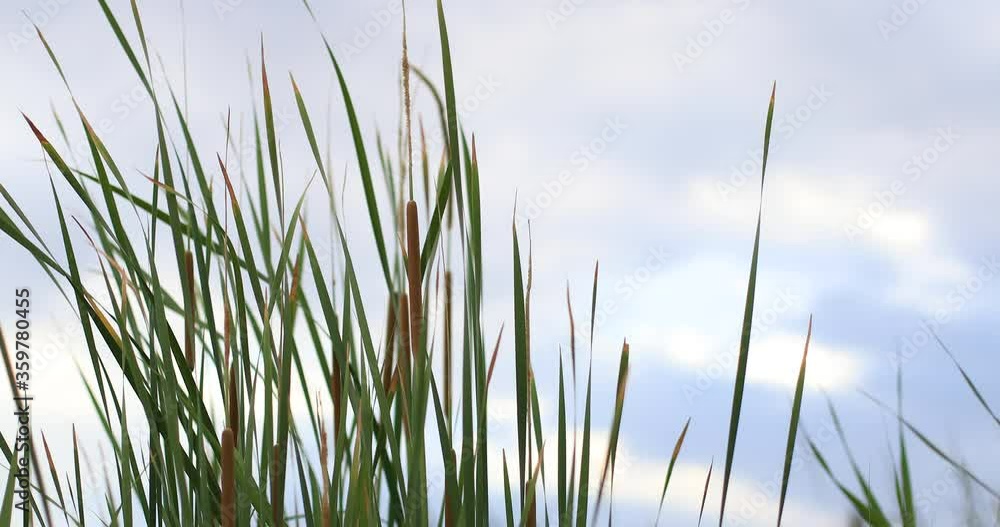 Reeds and cloudy sky for background or teaser. Reeds and cloudy sky for background or teaser.