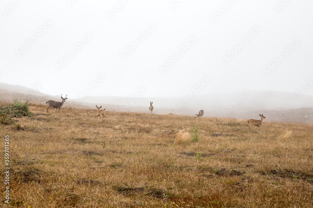 herd of deer on foggy hills at Point Reyes National Seashore, California herd of deer on foggy hills at Point Reyes National Seashore, California